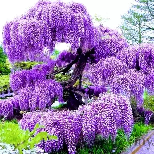 Vistéria Fialová v črepniku 180/200 cm Wisteria Purple