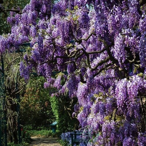 Vistéria kvetnatá Aunt Dee, výška 80/+ cm, v črepníku Wisteria floribunda ‘Aunt Dee‘