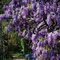 Vistéria kvetnatá Aunt Dee, výška 80/+ cm, v črepníku Wisteria floribunda ‘Aunt Dee‘