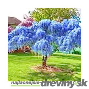 Vistéria kvetnatá Black Dragon 60/80 cm, v črepníku 3l Wisteria florida Black Dragon
