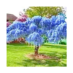 Vistéria kvetnatá Black Dragon 60/80 cm, v črepníku 3l Wisteria florida Black Dragon