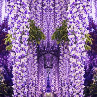 Vistéria kvetnatá Domino 80/100 cm, v črepníku Wisteria floribunda Domino