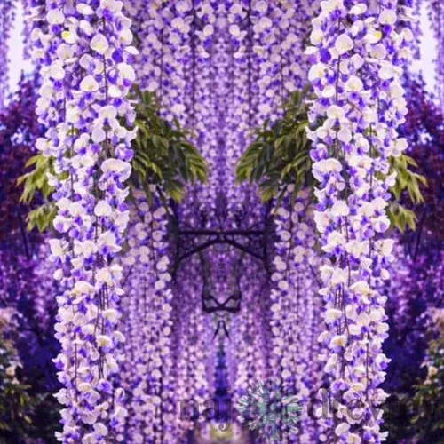 Vistéria kvetnatá Domino 80/100 cm, v črepníku Wisteria floribunda Domino