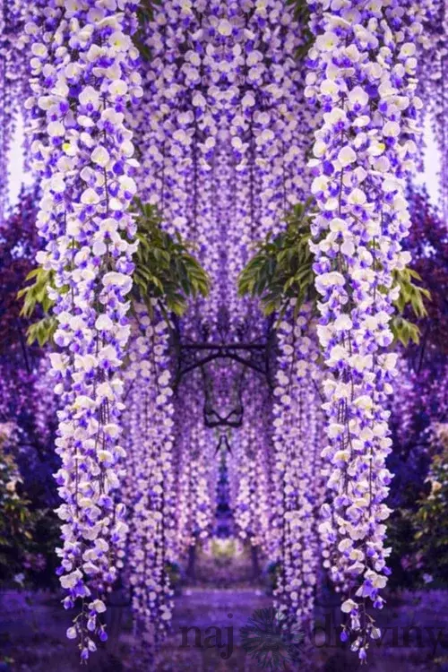 Vistéria kvetnatá Domino 80/100 cm, v črepníku Wisteria floribunda Domino