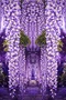 Vistéria kvetnatá Domino 80/100 cm, v črepníku Wisteria floribunda Domino