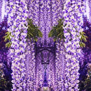 Vistéria kvetnatá Domino 80/100 cm, v črepníku Wisteria floribunda Domino