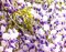 Vistéria kvetnatá Issai - naga 60/100 cm, v črepníku 3l Wisteria floribunda Issai-naga