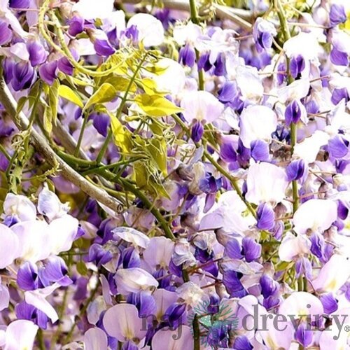 Vistéria kvetnatá Issai - naga 60/100 cm, v črepníku 3l Wisteria floribunda Issai-naga