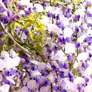 Vistéria kvetnatá Issai - naga 60/100 cm, v črepníku 3l Wisteria floribunda Issai-naga