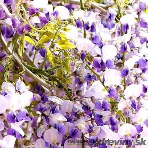 Vistéria kvetnatá Issai - naga 60/100 cm, v črepníku 3l Wisteria floribunda Issai-naga
