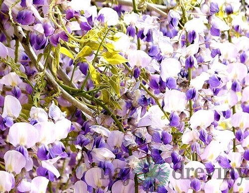 Vistéria kvetnatá Issai - naga 60/100 cm, v črepníku 3l Wisteria floribunda Issai-naga