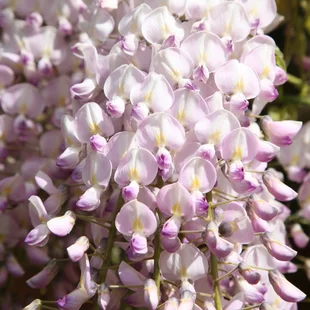 Vistéria kvetnatá Kuchi - beni 60/100 cm, v črepníku 3l Wisteria floribunda Kuchi-beni