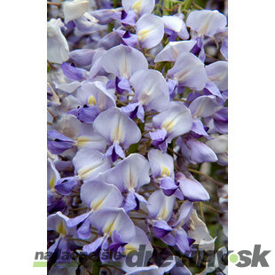 Vistéria kvetnatá Lawrence 60/80 cm, v črepníku 3l Wisteria floribunda Lawrence