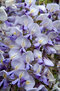 Vistéria kvetnatá Lawrence 60/80 cm, v črepníku 3l Wisteria floribunda Lawrence