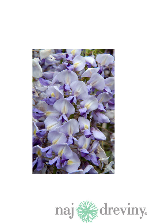 Vistéria kvetnatá Lawrence 60/80 cm, v črepníku 3l Wisteria floribunda Lawrence