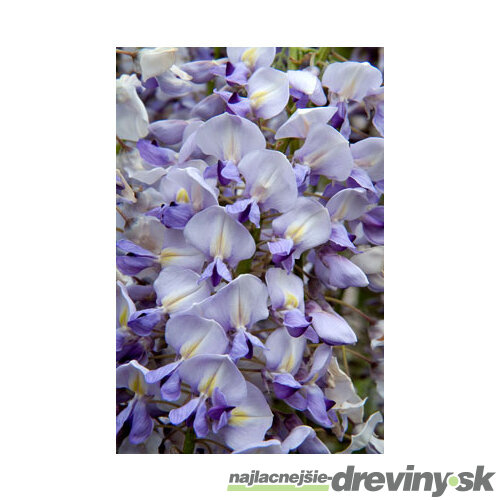 Vistéria kvetnatá Lawrence 60/80 cm, v črepníku 3l Wisteria floribunda Lawrence