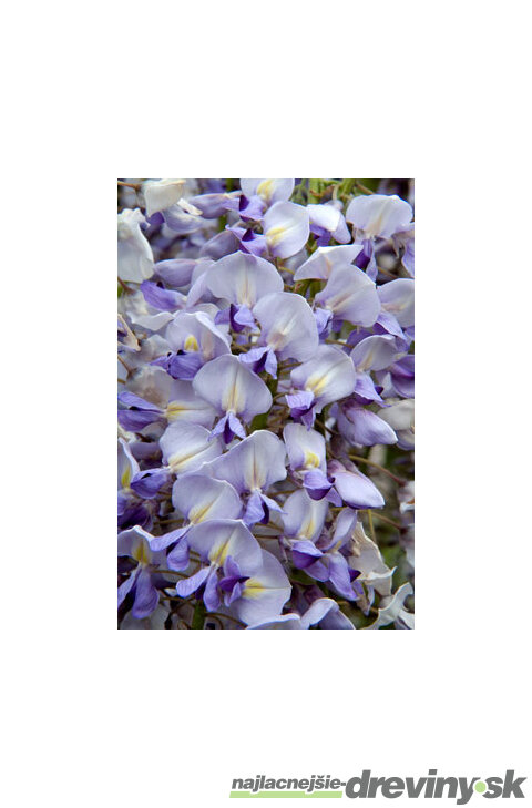 Vistéria kvetnatá Lawrence 60/80 cm, v črepníku 3l Wisteria floribunda Lawrence
