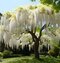 Vistéria kvetnatá Lnongisima alba. 60/80 cm, v črepníku 3l Wisteria florida Longisima alba