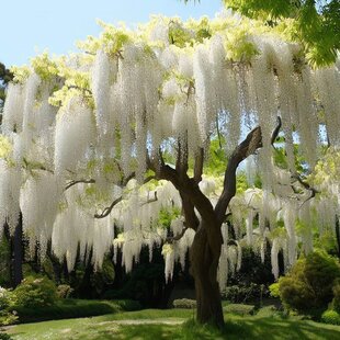 Vistéria kvetnatá Lnongisima alba. 60/80 cm, v črepníku 3l Wisteria florida Longisima alba