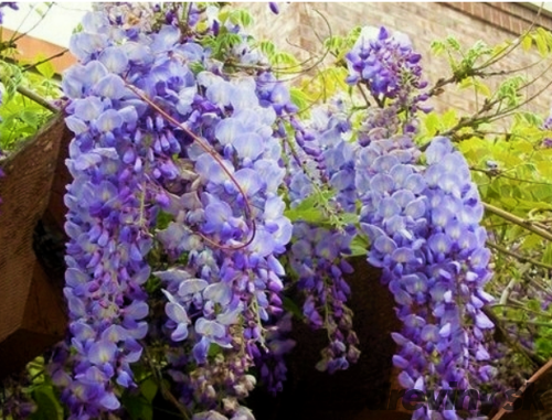 Vistéria kvetnatá Ludwig Lavin 60/80 cm, v črepníku 3l Wisteria florida Ludwig Lavin