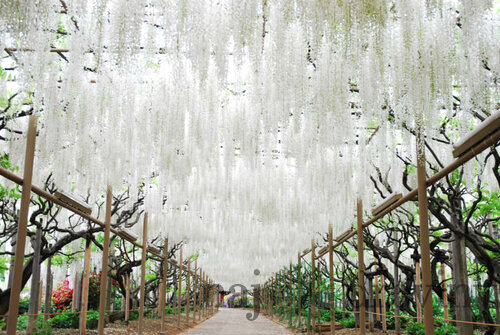 Vistéria kvetnatá ‘Shiro-Noda‘, výška 60/+ cm, v črepníku 4l Wisteria floribunda ‘Shiro-noda‘