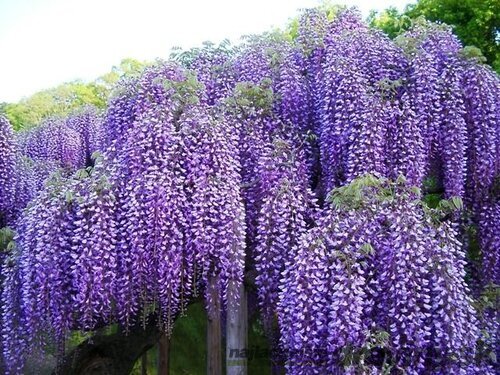 Vistéria mnohokvetá Blue Moon (modrý mesiac) 60/80 cm, v črepníku 3l Wisteria macrostachya Blue Moon