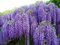 Vistéria mnohokvetá Blue Moon (modrý mesiac) 60/80 cm, v črepníku 3l Wisteria macrostachya Blue Moon