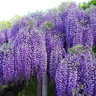 Vistéria mnohokvetá Blue Moon (modrý mesiac) 60/80 cm, v črepníku 3l Wisteria macrostachya Blue Moon