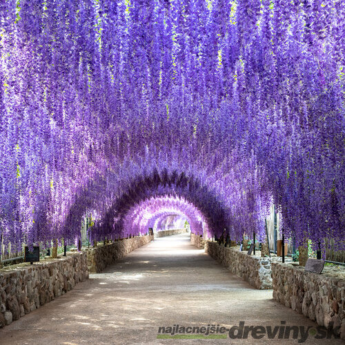 Vistéria na kmienku 140 cm, obvod 6/8 cm v črepníku Wisteria floribunda