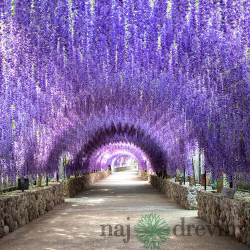 Vistéria na kmienku 140 cm, obvod 6/8 cm v črepníku Wisteria floribunda