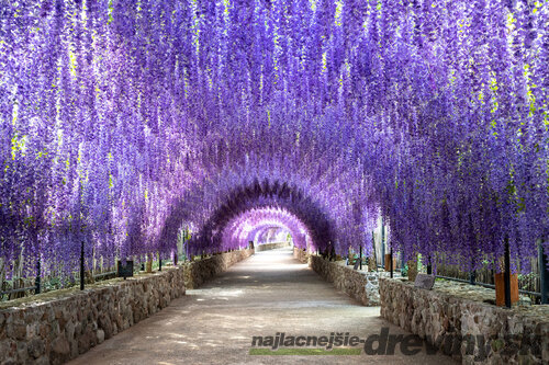Vistéria na kmienku 140 cm, obvod 6/8 cm v črepníku Wisteria floribunda