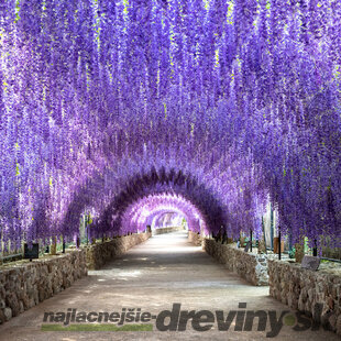 Vistéria na kmienku 140 cm, obvod 6/8 cm v črepníku Wisteria floribunda