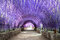 Vistéria na kmienku 140 cm, obvod 6/8 cm v črepníku Wisteria floribunda