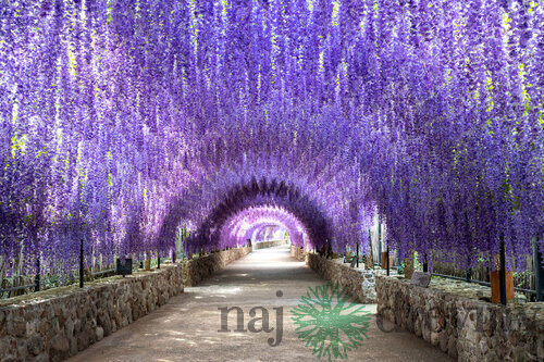 Vistéria na kmienku 140 cm, obvod 6/8 cm v črepníku Wisteria floribunda