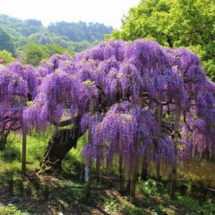 Vistéria na kmienku 180/200 cm, obvod 6/8 cm, v črepníku Wisteria sinensis