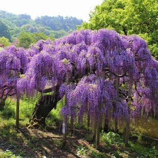 Vistéria na kmienku 180/200 cm, obvod 6/8 cm, v črepníku Wisteria sinensis