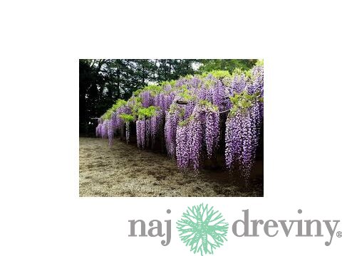 Vistéria ružová v črepniku 160/180 cm Wisteria Pink