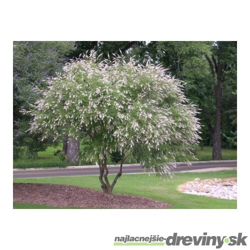 Vitex jahňací (liečivý) 20/40 cm, v črepníku Vitex Agnus Castus