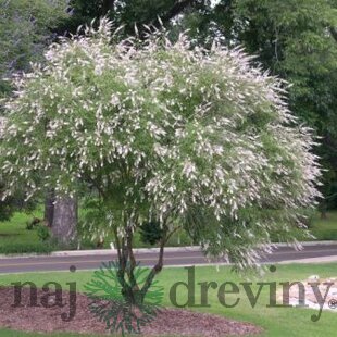 Vitex jahňací (liečivý) 20/40 cm, v črepníku Vitex Agnus Castus