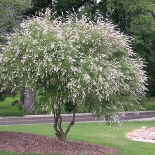 Vitex jahňací (liečivý) 20/40 cm, v črepníku Vitex Agnus Castus