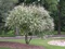 Vitex jahňací (liečivý) 20/40 cm, v črepníku Vitex Agnus Castus