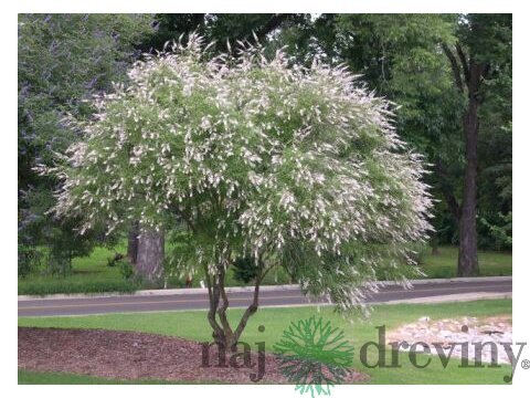 Vitex jahňací (liečivý) 20/40 cm, v črepníku Vitex Agnus Castus