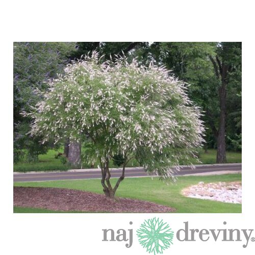 Vitex jahňací (liečivý) 20/40 cm, v črepníku Vitex Agnus Castus