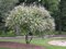 Vitex jahňací (liečivý) 20/40 cm, v črepníku Vitex Agnus Castus