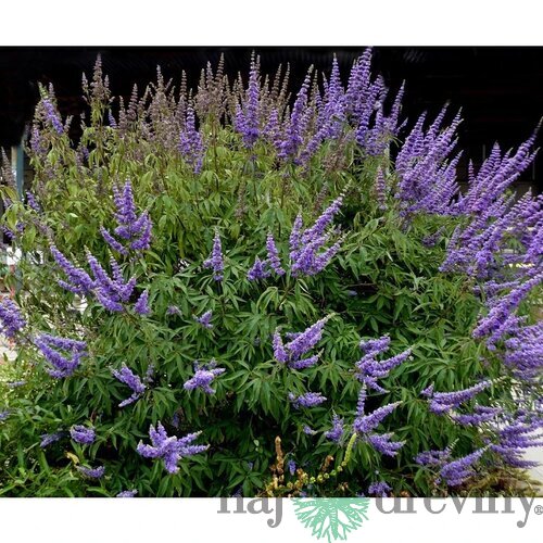 Vitex jahňací liečivý ‘Blue Diddley’ ® 30/50 cm v črepníku 3l Vitex agnus-cactus