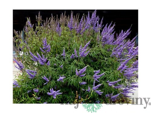 Vitex jahňací liečivý ‘Blue Diddley’ ® 30/50 cm v črepníku 3l Vitex agnus-cactus