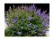 Vitex jahňací liečivý ‘Blue Diddley’ ® 30/50 cm v črepníku 3l Vitex agnus-cactus