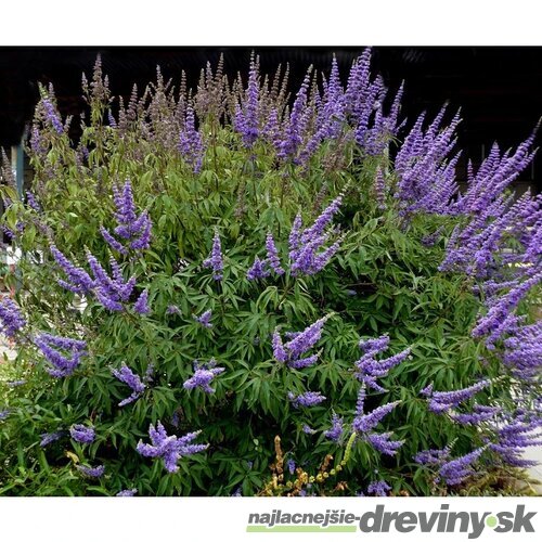 Vitex jahňací liečivý ‘Blue Diddley’ ® 30/50 cm v črepníku 3l Vitex agnus-cactus