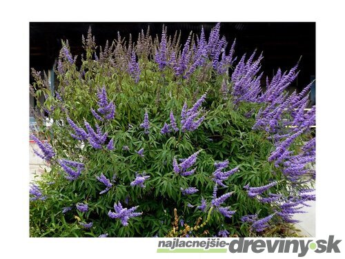 Vitex jahňací liečivý ‘Blue Diddley’ ® 30/50 cm v črepníku 3l Vitex agnus-cactus