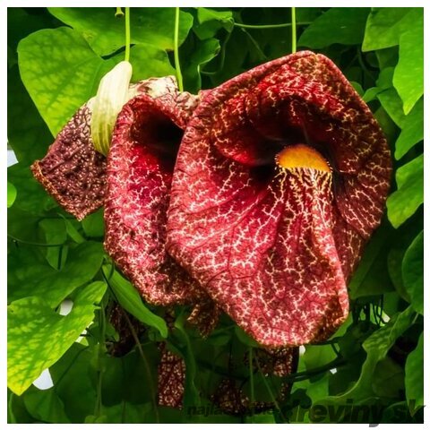 Vlkovec veľkolistý - mrazuvzdorná liana, výška 60/80 cm, v črepníku Aristolochia macrophylla